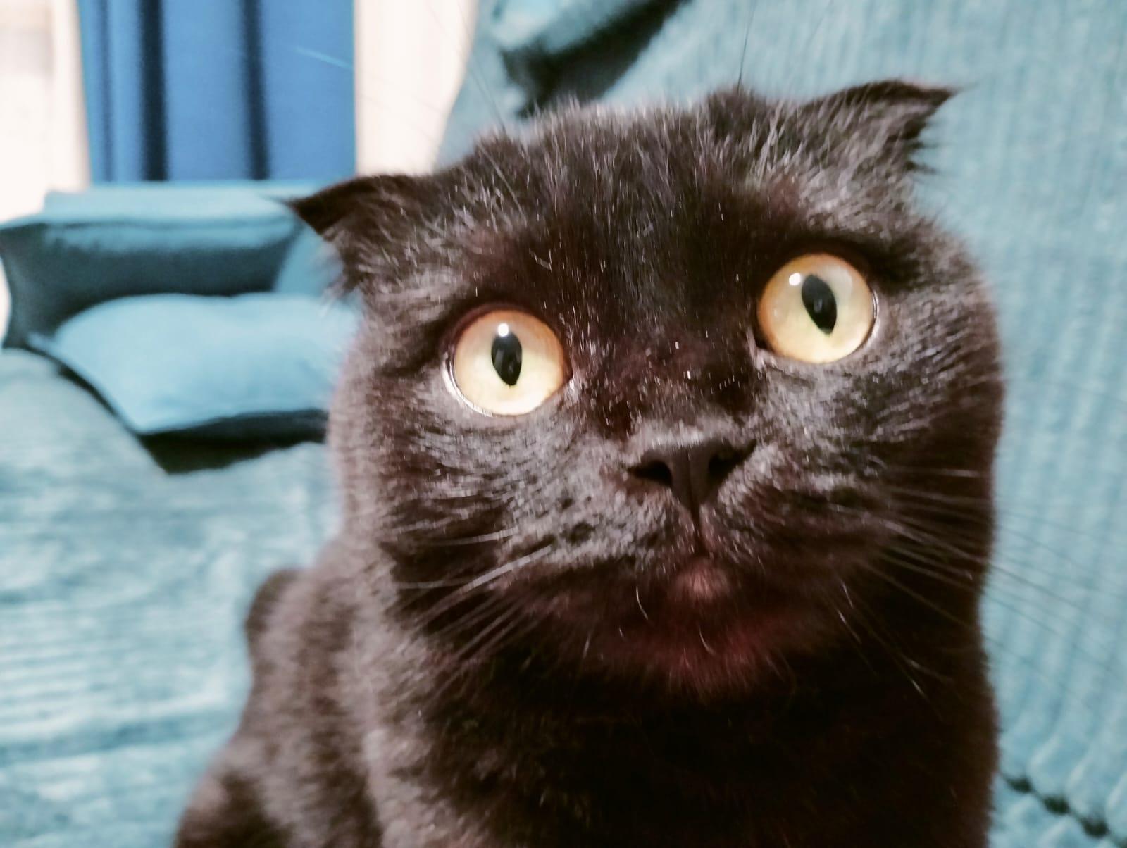 Фото В снегу и за рулем: в Новосибирске опубликовано свыше 50 фото милых питомцев к Дню кошек 26 - Сиб.ФМ Фото В снегу и за рулем: в Новосибирске опубликовано свыше 50 фото милых питомцев к Дню кошек 26